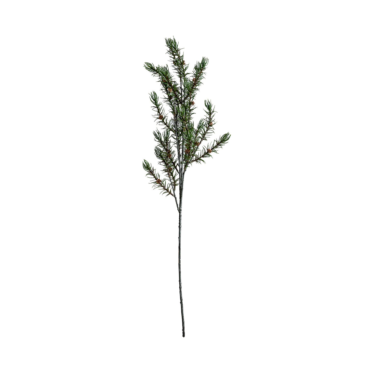ROMERO PLANT
